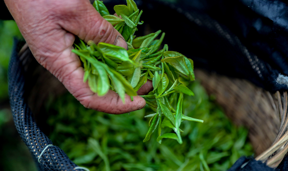 澜沧古茶金瓜熟普: 一个卓越的传统茶产业