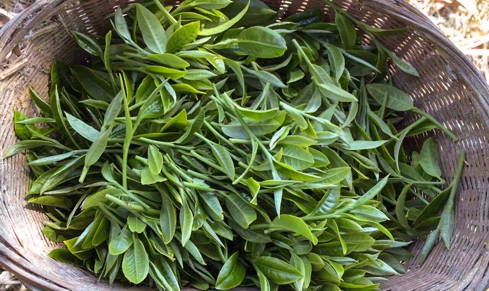 漳平水仙的茶种